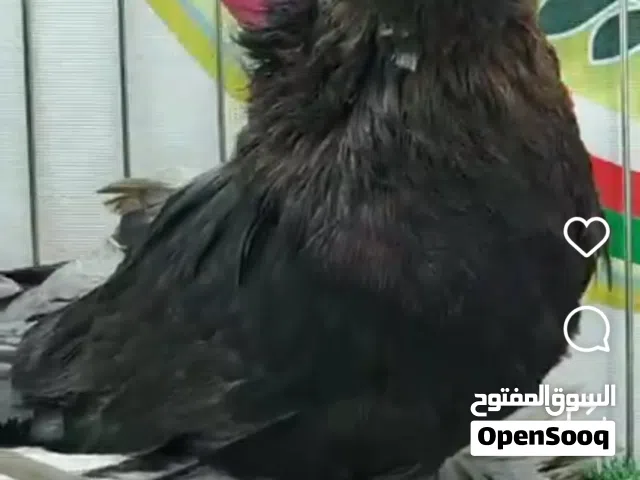 فحل بخارى 2025