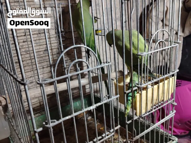 مجموعة طيور للبيع مع مطاير