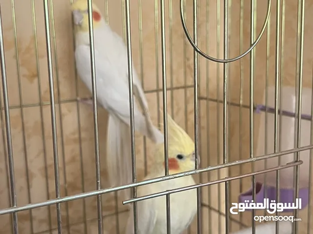 جوز كوكتيل لاتينو صافي 100%