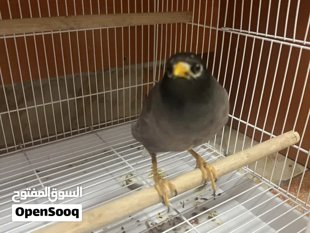 طير مينا للبيع