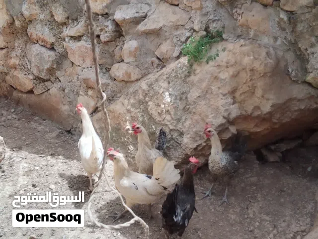 خمس جاجات بلديات بياضات للبيع الحبه على 8.5