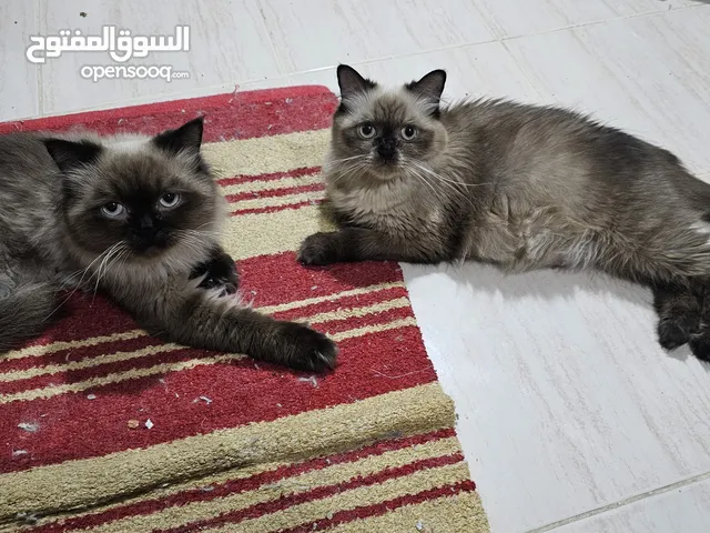 Male and female Himalayan one and half years old. both took Vaccination looking for a new home.