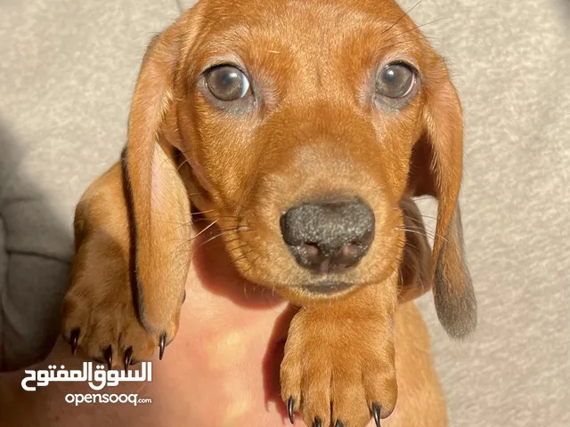 Dachshund Puppy - داشند