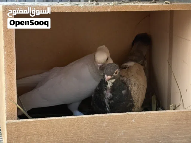 للبيع ازواج حب رمان
