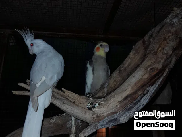 مطلوووب كوكتيل انثى اكييد اي لون بسعر معقول
