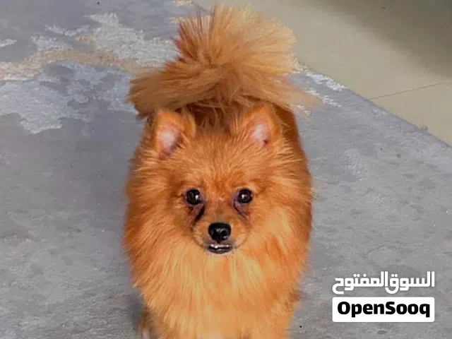 كلب بومرينيان للبيع 150ريال