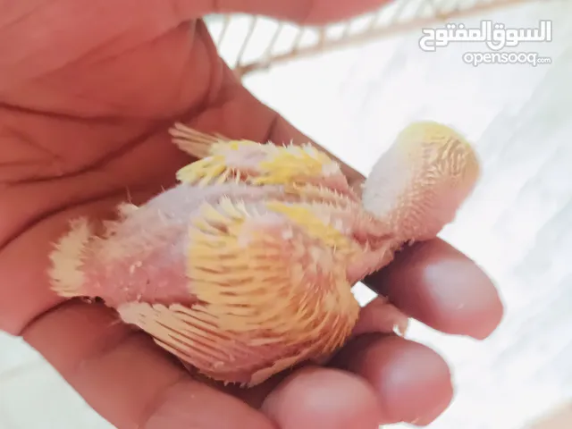 African love bird