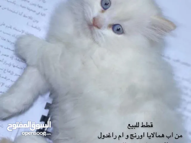 Donskoy Cats for Sale in Bahrain Kitten for Adoption : Buy Best Prices