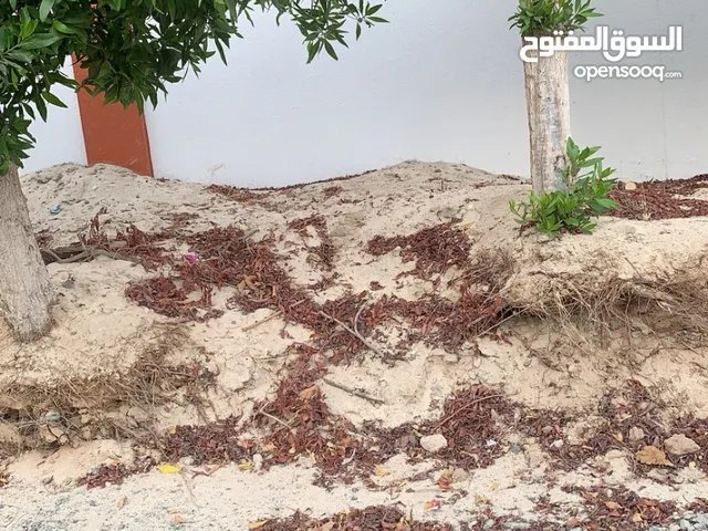 كلب ذكر بودل لعوب و مرح و متطعم