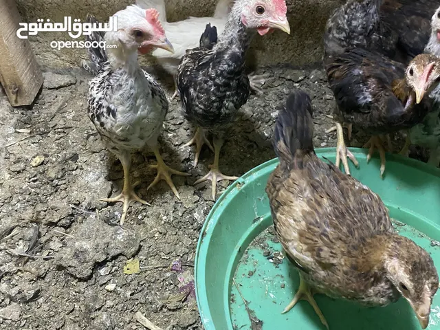 متاح دجاجات ورد الباكله عدد2