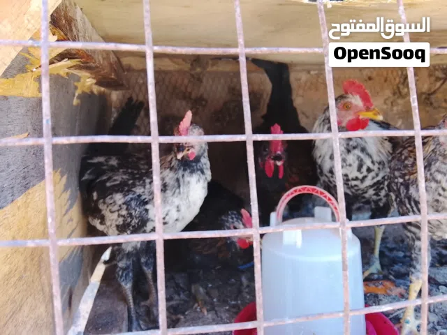 فراريج للبيع سرت