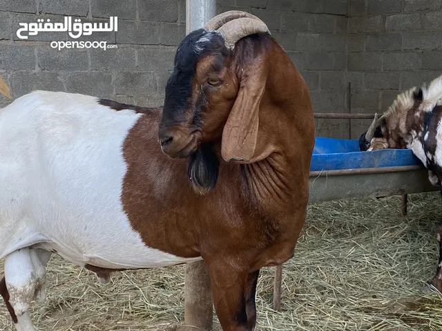 حلال أثيوبي الحجم الكبير مطعوم من قبل رمضان فووول سمنه