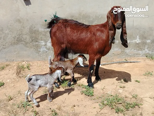 عنز حليب هجين تومية مواصفات ربي يبارك تحتها زوز جديان ذكور سنها أول جمع الفر موضح في الصور مكانها ص