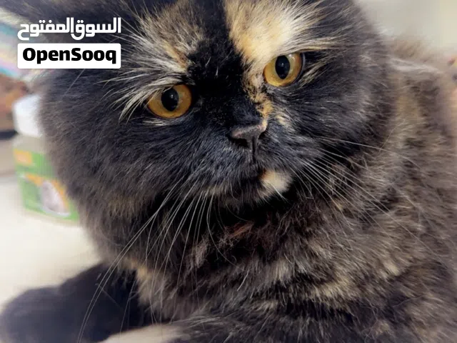 للتبني قطه شرائيه