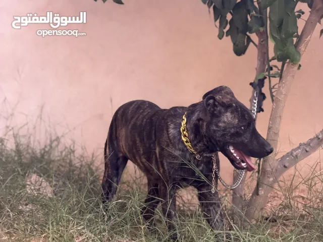 جرو بيتبول عمر اربعه شهور