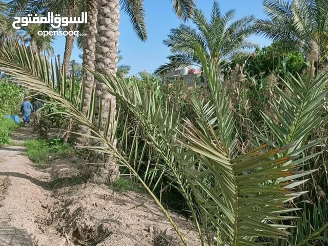 مطلوب ارض زراعية طابو عراقي