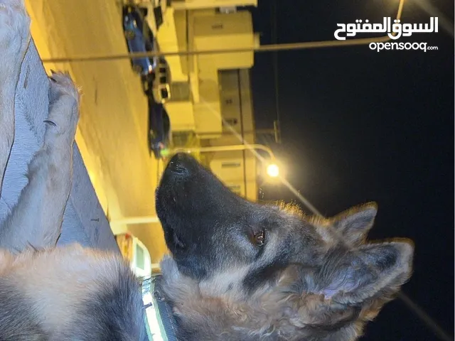 جيرمن شيبرد للبيع
