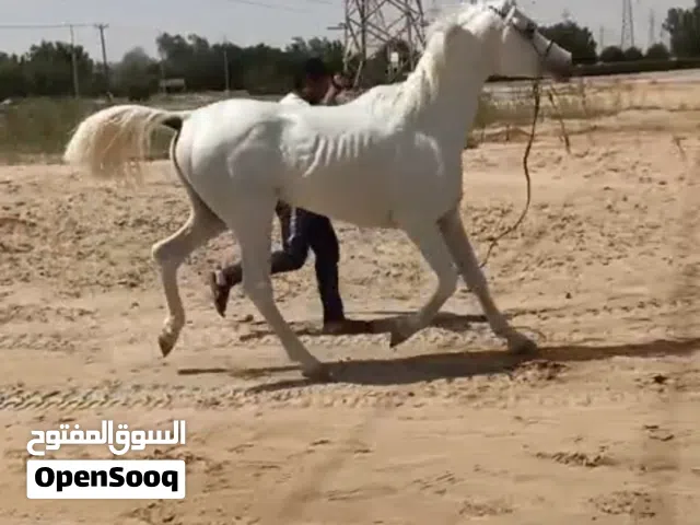 للبيع حصان مصري انتاج بيت العرب