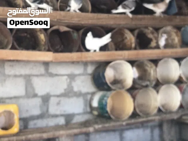 حمام عماني تاجي كوشي