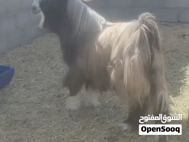 تيس فحل للبيع من حلال بني سعيد