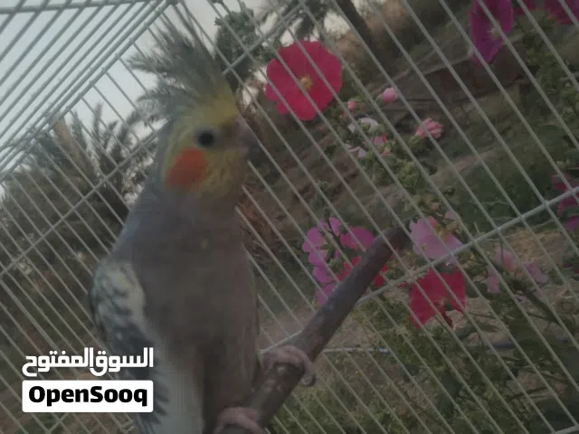 متاح كوكتيل ايزبيل نثيه