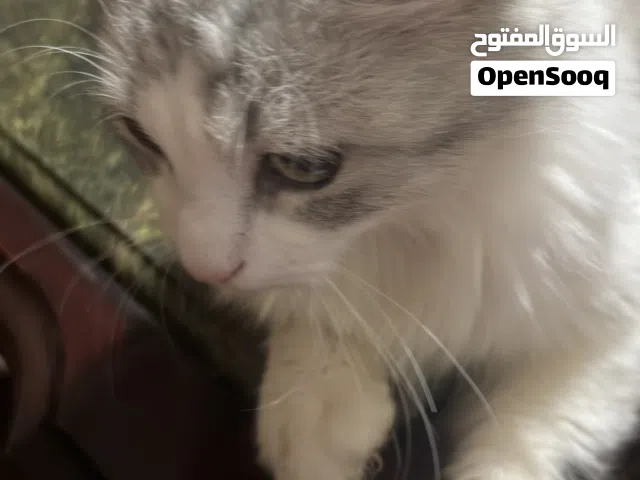 Cute humble cat قط لطيف