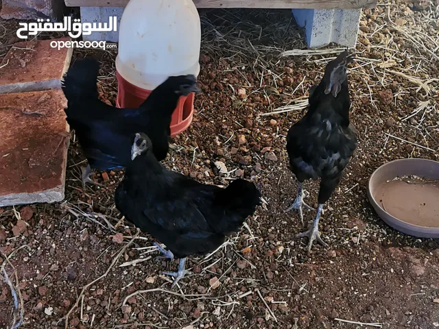 طقم دجاج لمبرقيني