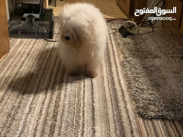 كلب نوع فرنش تيرير من اجمل انواع الكلاب