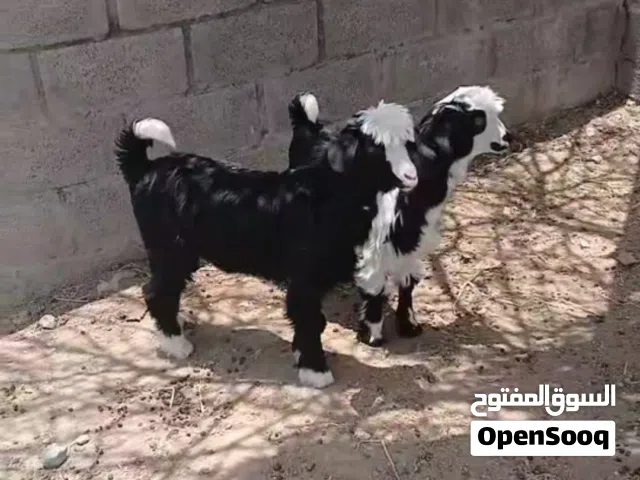 للبيع تيوس من حلال بني سعيد