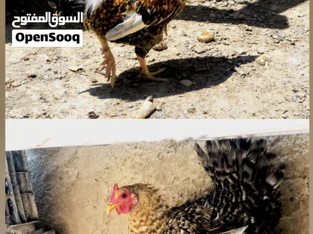 ديج ودجاجه وياها افراخها