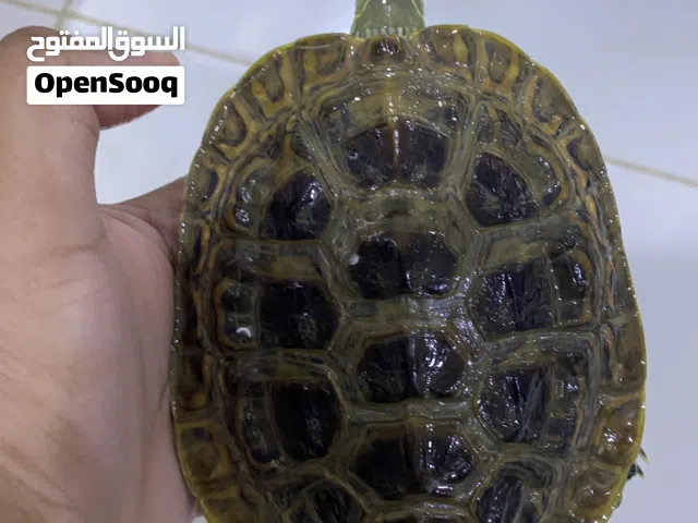 سلحفاة برمائية ذكر