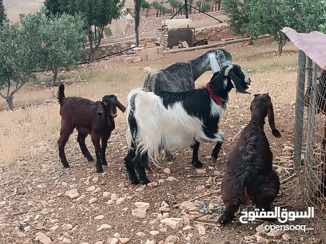 عنزات وجدي وسخلة