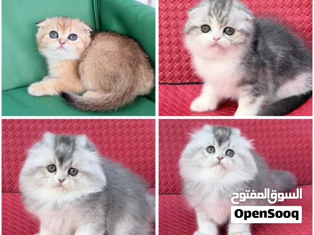 تبارك الله سكوتش فولد وبرتش هاي لاند اندر واجمل الوان بالعالم ( الي بدو يرن او واتس اب )