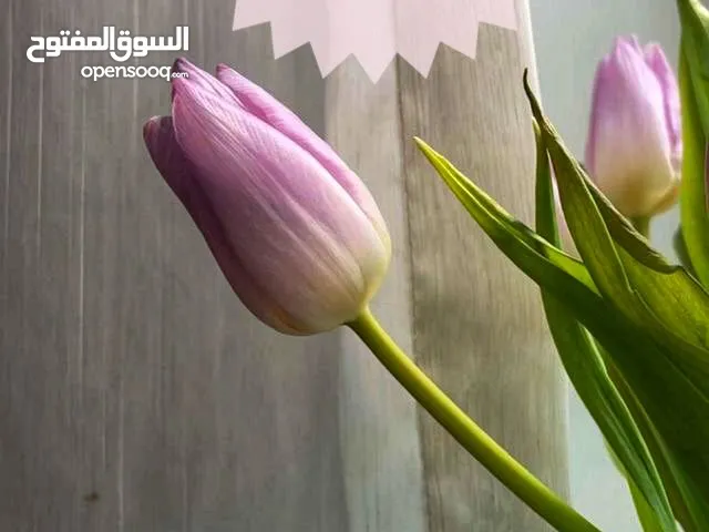 توصيل كبار السن وذوي الاحتياجات الخاصة من والى ومرافقتھم بأسعار مناسبة وخدمات مميزة