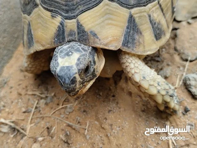 فكارين حجم كبير ومتوسط