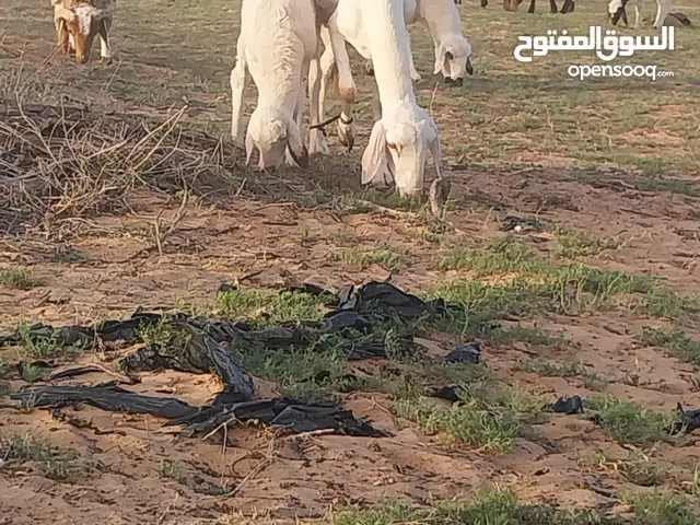 حولية والدة للبيع هجين درجة اولى