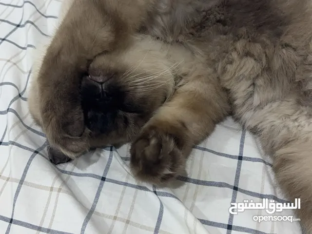 سنوره هملايا