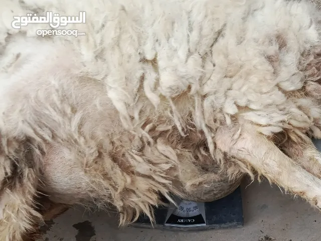 السلام عليكم نعجة سمينه متروسة وزنها فوك ال50 تاكل اكل بيت خير من الله