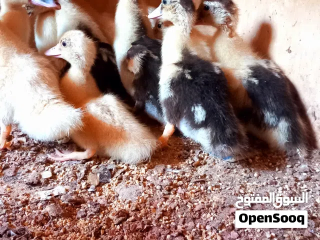 بسم الله الرحمن الرحيم  متوفر فلاليس بط عربيه عمرهم 16يوم عدد12طرف ماشاء الله ربي يبارك عز متربي ماش