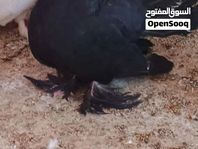 حمام عروسه الزوج