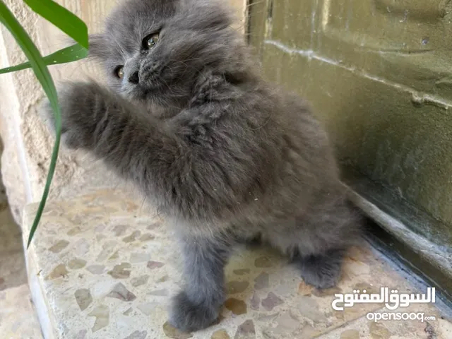 قط شانشيلا للبيع