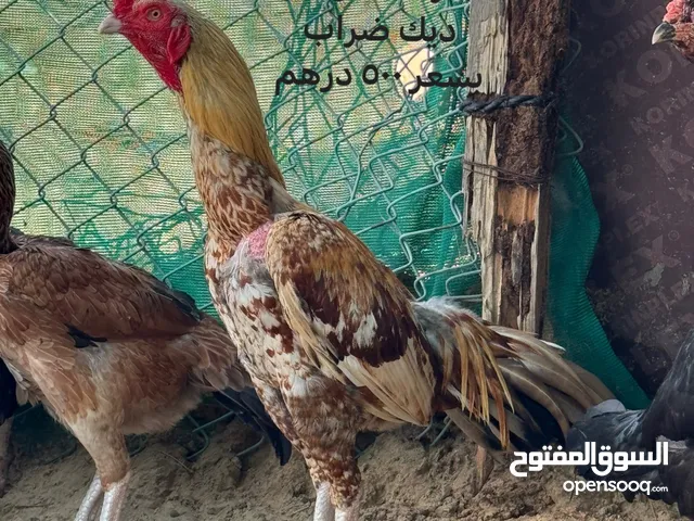 ديك دجاج باكستاني