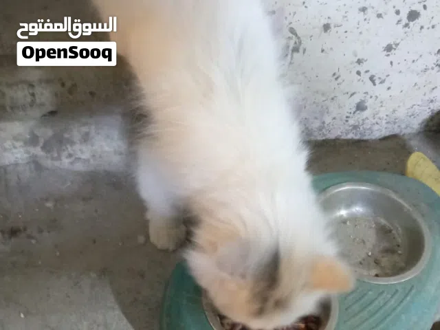 قط شيرازي فحل بسعر 95الف بي مجال مع دفتر لقتح