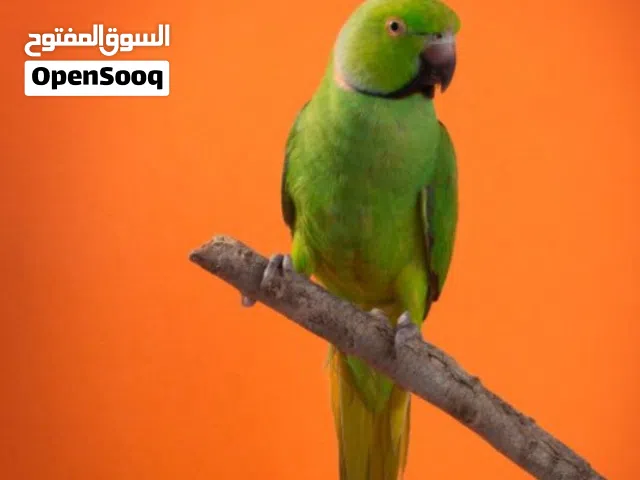 مطلوب ببغاء ذره بسعر رخيص بحد 20\25