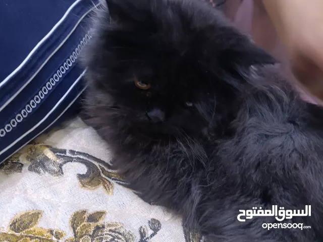 قطة لتبني ذكر