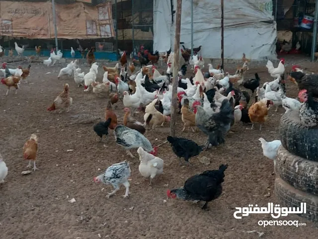 ديك للبيع في العين