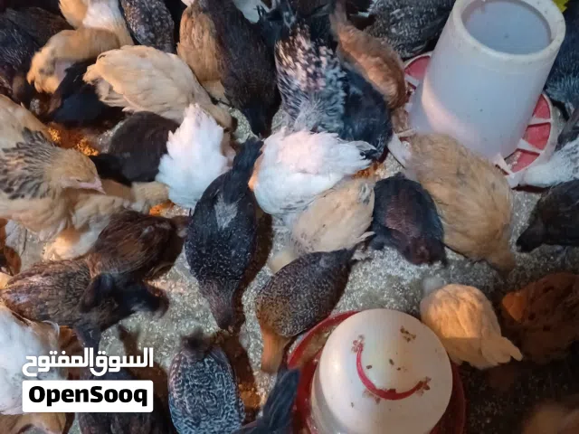 فرحات عمر شهرين300حبه ما في يمكن 20ديك مطلوب بالحبه دينارين ماخذات جميع المطاعم صحه ونضافه
