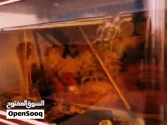 حوض سمك كبير رائع  فارغ للبيع .لا يوجد به اي كائنات .