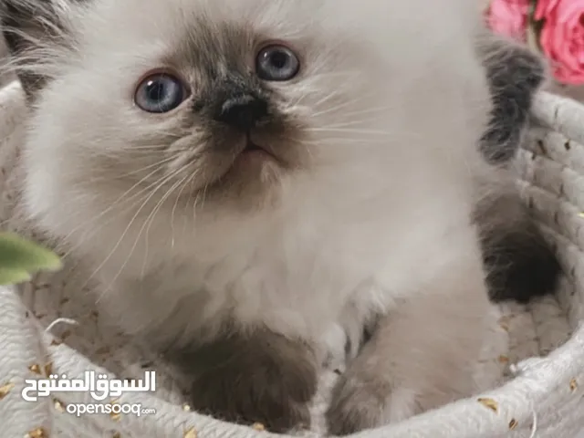 متوفر قطط للبيع