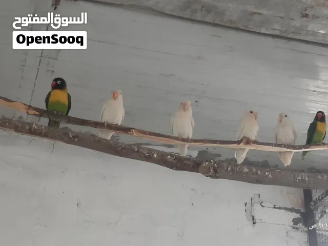 3 ازوج روز البينو وزوج أفريقي خط أول